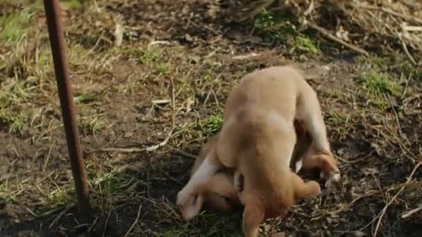 Een Heel Klein Hondje Loopt Vrolijk Met Flaporen Door Een — Stockvideo