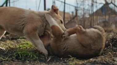 Küçük bir köpek yavrusu yeşil çimenli bir bahçede sarkık kulaklarla mutlu bir şekilde koşuyor. Neredeyse uçabiliyormuş gibi görünüyor. Gülümser ve küçük köpek dişlerini gösterir..