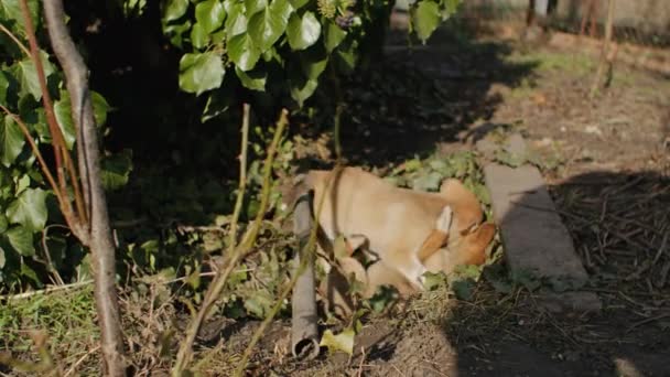 Cucciolo Molto Piccolo Sta Correndo Felicemente Con Orecchie Flosce Attraverso — Video Stock