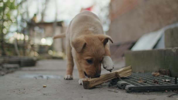 Cucciolo Molto Piccolo Sta Correndo Felicemente Con Orecchie Flosce Attraverso — Video Stock