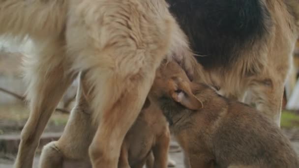 Cachorro Muy Pequeño Está Corriendo Felizmente Con Orejas Flojas Través — Vídeos de Stock