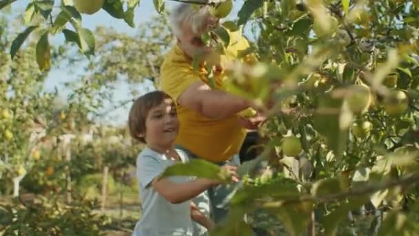 農村部では 子供は自然の恩恵と相互に喜び 夏の太陽の下で繁栄する有機成長 — ストック動画