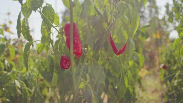 Красный Перец Чили Висит Растении Садовым Фоном Пряные Продукты Питания — стоковое видео