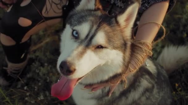 Close Husky Siberiano Sorridente Com Olhos Azuis Pet Felicidade Conceito — Vídeo de Stock