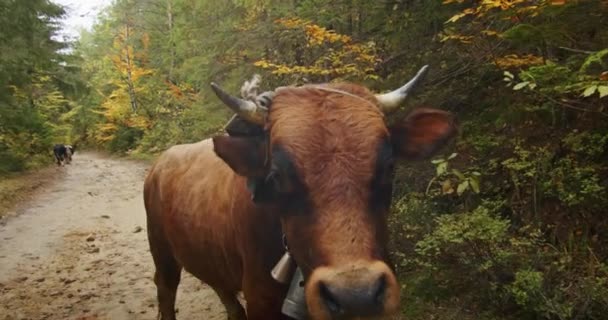 一头长着铃铛的棕色奶牛站在一条森林小径上 农村生活和牲畜概念 农耕和农业主题的农村动物肖像 — 图库视频影像