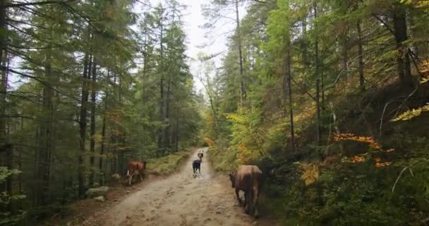 秋天的时候 奶牛在森林的路上散步 农村生活方式和放养牲畜的概念 农业和农村主题的农村道路场景 — 图库视频影像