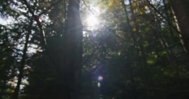 Ormanda güneş ışığında parlayan örümcek ağı. Doğa karmaşıklığı ve sabah ışığı konsepti. Doğal harikalar ve orman temaları için makro fotoğrafçılık.