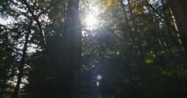 Telaraña Brillando Bajo Luz Del Sol Bosque Naturaleza Intrincada Concepto — Vídeo de stock