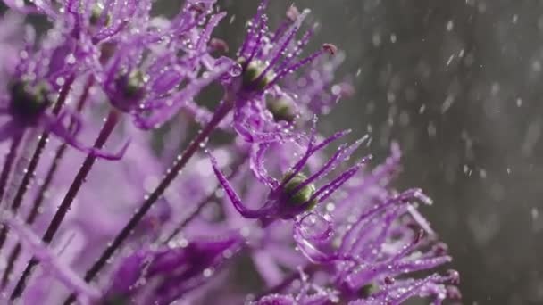 Macro Flores Moradas Con Gotas Lluvia Sobre Pétalos — Vídeo de stock