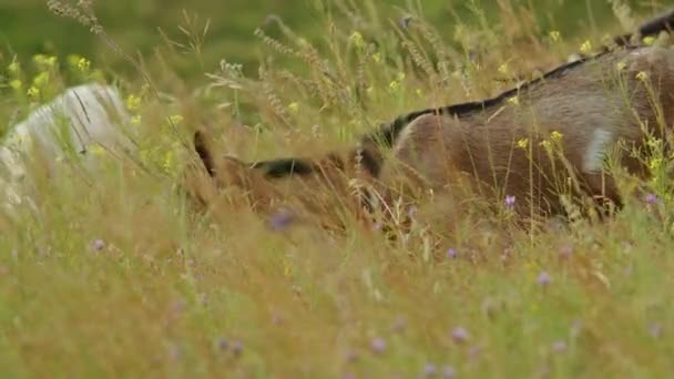 Aanschouw Het Prachtige Spektakel Van Een Steenbok Temidden Van Alpiene — Stockvideo