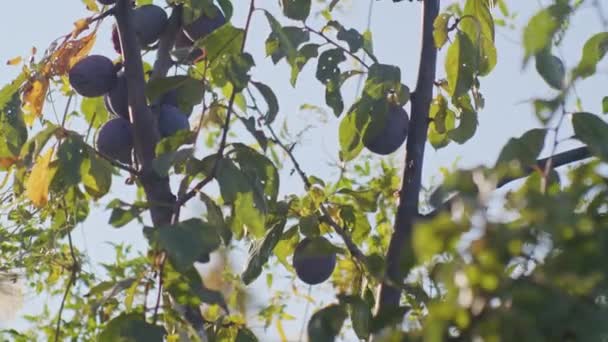 Švestkové Větve Zralými Švestkami Připravenými Sklizni Koncept Ekologického Ovocnářství Detailní — Stock video