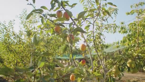 Jablečný Sad Zralými Jablky Stromech Koncepce Udržitelného Hospodaření Ovocem Sklizně — Stock video