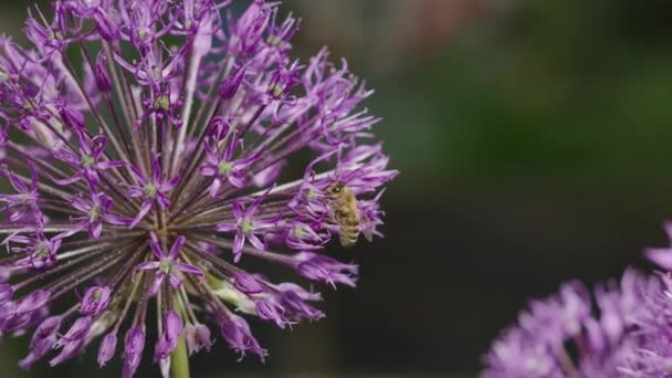 Gros Plan Abeille Sur Sphère Fleur Allium Lavande — Video