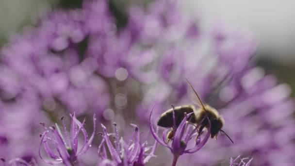 Bijen Purple Star Shaped Alliums Met Morning Dew — Stockvideo