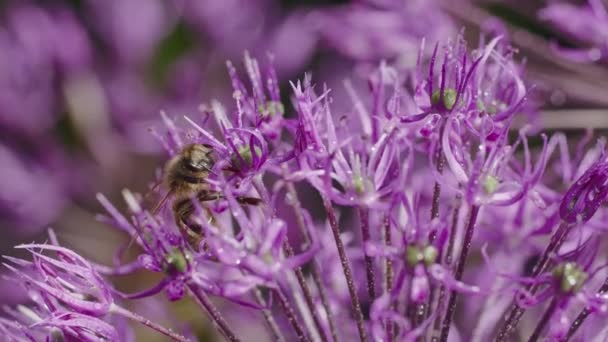 Honingbij Pollen Verzamelen Purple Allium Flower — Stockvideo