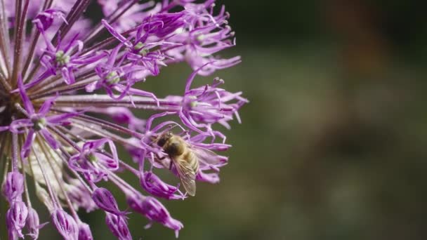 Bee Foraging Dewy Allium Flores Amanecer — Vídeo de stock