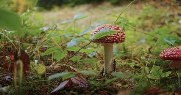 모자와 반점과 아가리카 버섯을 자료에 — 비디오