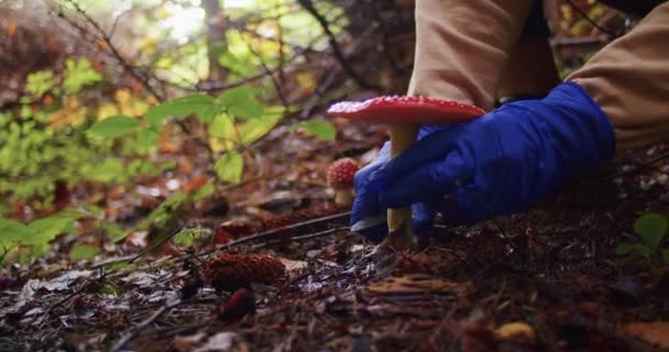 戴着蓝色手套的人在森林里小心地采摘一种红苍蝇玛瑙蘑菇 秋季森林背景下的菌种与安全蘑菇觅食概念在教育设计中的应用 — 图库视频影像