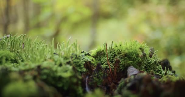 Moss Lichen Forest Log Close Macro Shot Nature Ecology Concept — Stock Video