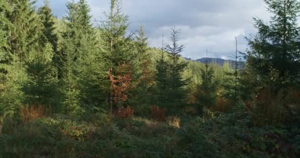 Malowniczy Widok Las Iglasty Różnych Drzew Podpędzać Pod Zachmurzonym Niebem — Wideo stockowe