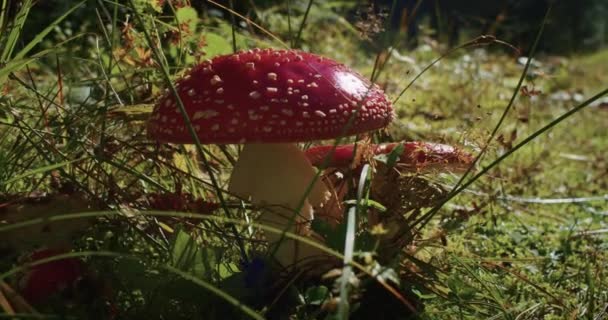 Champiñón Rojo Amanita Muscaria Con Manchas Blancas Entorno Forestal Natural — Vídeo de stock
