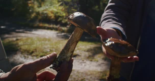 在森林里抱着新鲜饲料的Boletus蘑菇的人 自然背光和复制空间的采食和秋季收获概念 — 图库视频影像