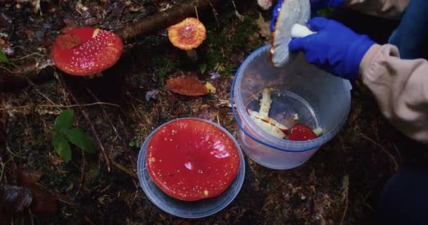Collecte Champignons Sauvages Dans Forêt Avec Des Gants Sécurité — Video
