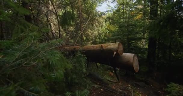 Fűrészelt Farönk Akadályozza Erdei Utat Környezetvédelmi Tervezés Oktatás Erdészeti Megőrzési — Stock videók
