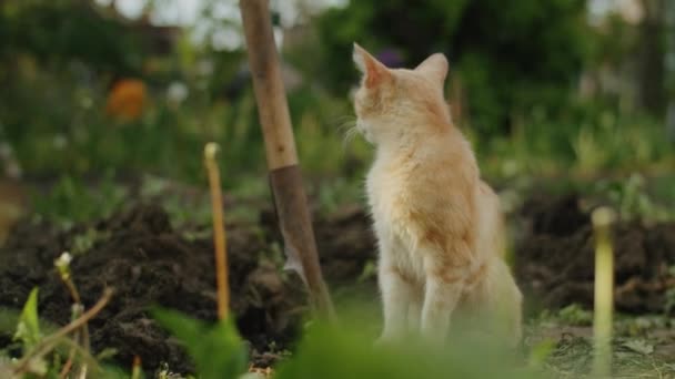 Orange Gestromte Katze Steht Neben Einer Gartenschaufel Einem Gemüsebeet Haustiere — Stockvideo