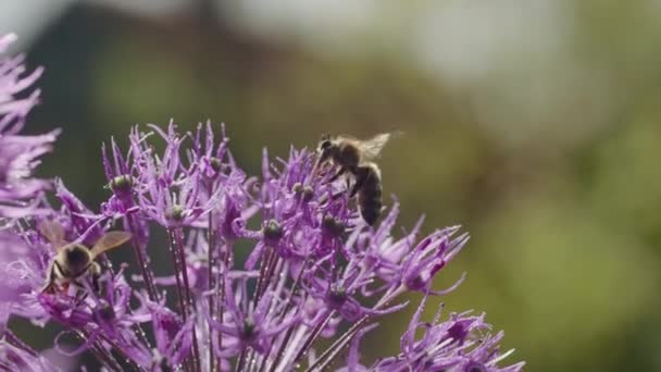 鮮やかな紫色の花を研磨するビー 自然と野生生物保護のコンセプト 環境啓発キャンペーン 教育コンテンツ 自然写真展のためのデザイン クローズアップショット — ストック動画