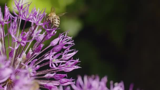 蜜蜂积极地授粉生机勃勃的紫色石榴花 授粉者意识和生物多样性保护概念 环境杂志 植物学教材和自然的设计 — 图库视频影像