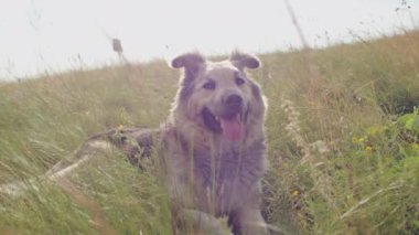 Neşeli bir ifadeyle güneşli bir tarlada yatan mutlu bir köpek. Hayvan refahı ve evcil hayvan mutluluğu kavramı. Veterinerlik hizmetleri, hayvan bakımı rehberleri ve hayvan hakları savunucuları için tasarım. Dış çekim yakalama
