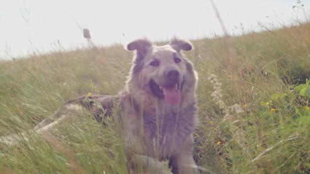 Boldog Kutya Fekszik Egy Napfényes Mezőn Vidám Arccal Állatjólét Kedvtelésből — Stock videók