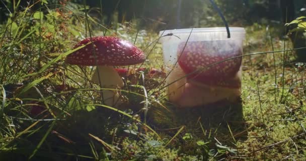 在森林里的一个塑料容器旁边 有红色的苍蝇琼脂蘑菇 觅食和菌种学概念 有复制空间的阳光自然景观 — 图库视频影像