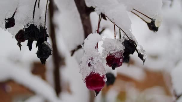 Bayas Congeladas Cubiertas Nieve Cerca Naturaleza Invernal Concepto Heladas Diseño — Vídeo de stock