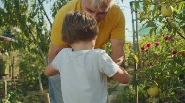 Bahçıvan çocuk, kirli arkadaş, geleceğin tohumları ilkbaharda toplanır, yeşil yapraklar ve sağlıklı hasatlar neşe vaat eder..