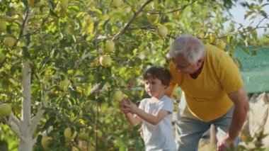 Küçük eller, büyük hayaller: Genç bir bahçıvan aile çiftliğiyle ilgilenir, bitkilerle ilgilenir, doğa döngüsüyle ilgilenir, bahardan yaza.