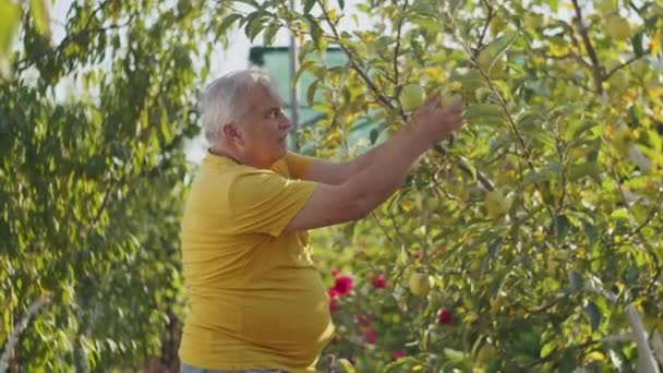 Jardinero Corazón Chico Acción Moldea Exuberante Jardín Dedicación Vida Orgánica — Vídeos de Stock