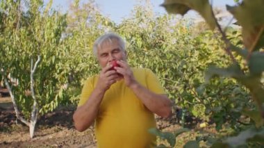 Kıdemli adam meyve bahçesinde taze elmaları inceliyor. Sağlıklı yaşam ve sürdürülebilir tarım kavramı. Yaşam tarzı içeriği, kıdemli faaliyetler ve tarım eğitimi için tasarım. Açık hava portresi
