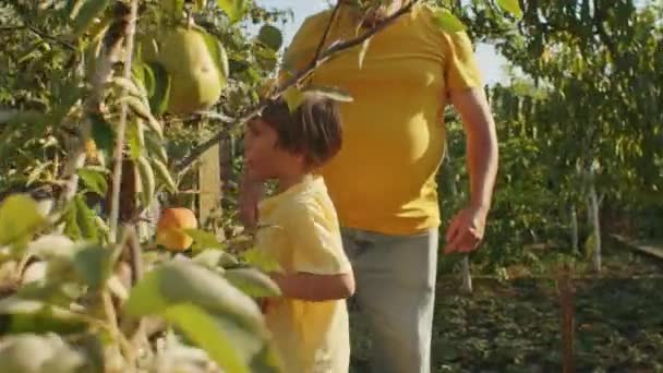 Anak Dan Kakek Memetik Buah Pir Kebun Aktivitas Keluarga Dan — Stok Video