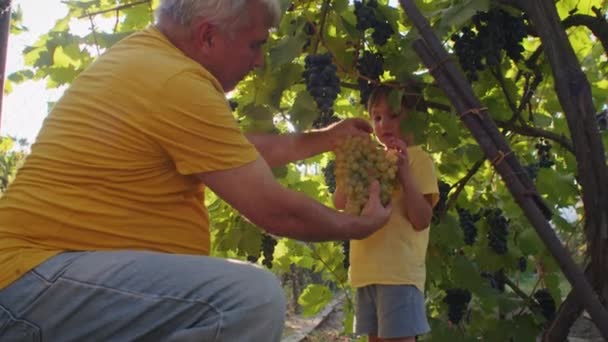 Großvater Und Enkel Lesen Gemeinsam Trauben Einem Weinberg Generationenübergreifende Bindung — Stockvideo