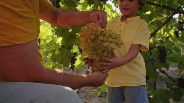 Chłopiec Dziadkiem Zbierającym Winogrona Winnicy Tradycja Rodzinna Koncepcja Rolnictwa Projekt — Wideo stockowe