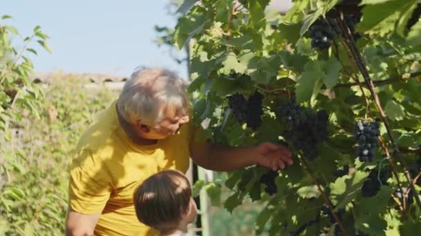 Äldre Man Visar Druvor För Ett Barn Vingård Familjejordbruk Och — Stockvideo
