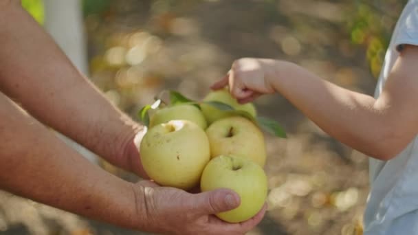 Γενεαλογικά Χέρια Μοιράζονται Μια Συγκομιδή Φρέσκων Μήλων Υγιεινή Διατροφή Και — Αρχείο Βίντεο