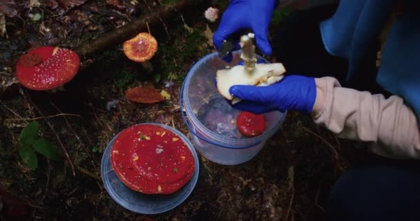 Großaufnahme Des Pilzesammelns Wald Hände Blauen Handschuhen Herbstblätter Auf Nassem — Stockvideo
