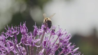 Arı mor Allison çiçeğinin üzerinde uçuyor. Makro çekimler doğal bokeh arkaplanlı. Vahşi yaşam ve bahar dönemi tasarım ve baskı konsepti. Kopyalama alanı olan doğa fotoğrafçılığı.