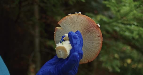 Cogumelo Toadstool Vermelho Cenário Florestal Close Tiro Com Fundo Natural — Vídeo de Stock