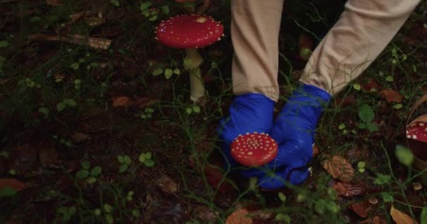 身穿蓝色手套的人在森林里采摘红毒菌 有自然环境的秋季觅食活动 — 图库视频影像