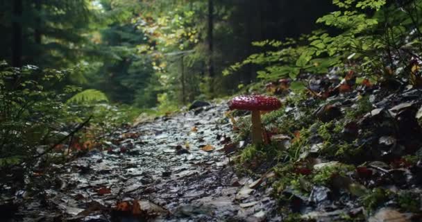 Μοναχικό Κόκκινο Μανιτάρι Toadstool Ένα Υγρό Μονοπάτι Δάσος Φύση Σκηνή — Αρχείο Βίντεο