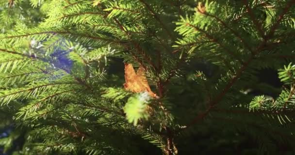 Einziges Herbstblatt Gefangen Leuchtend Grünen Tannenzweigen Sonnenlicht Filtert Durch Baumkronen — Stockvideo